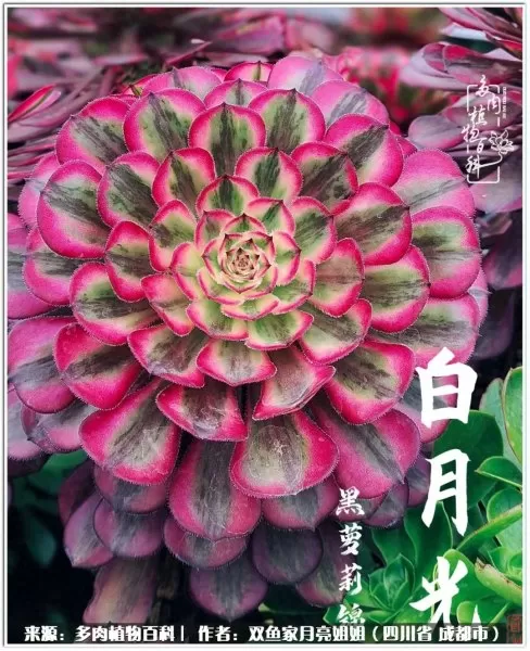 玫瑰钻石法师推荐阵容搭配　五个法师的阵容叫什么-第73张