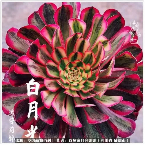玫瑰钻石法师推荐阵容搭配　五个法师的阵容叫什么-第72张