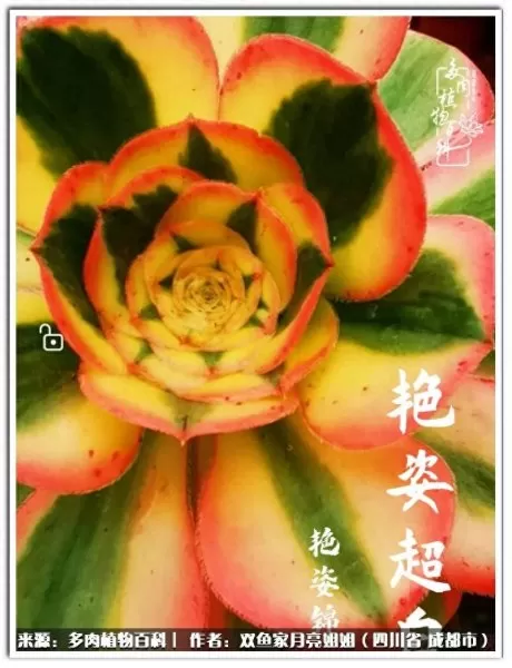 玫瑰钻石法师推荐阵容搭配　五个法师的阵容叫什么-第76张