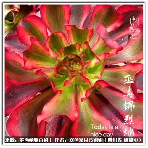 玫瑰钻石法师推荐阵容搭配　五个法师的阵容叫什么-第77张