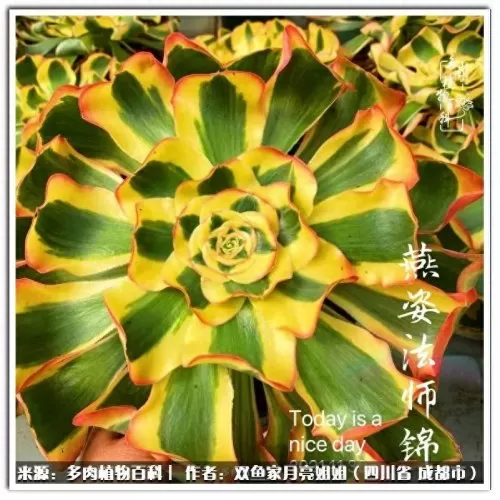 玫瑰钻石法师推荐阵容搭配　五个法师的阵容叫什么-第75张