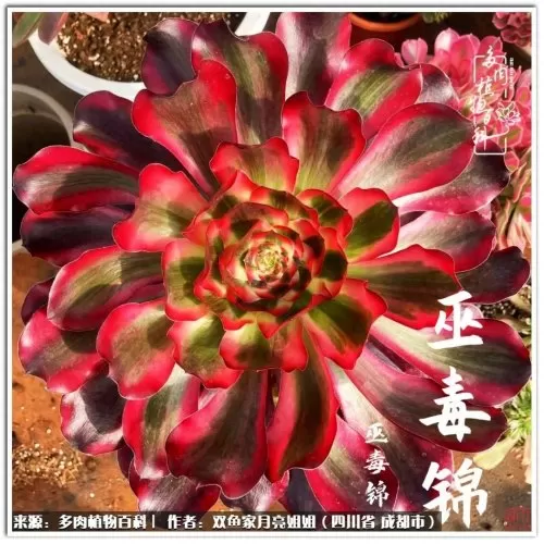 玫瑰钻石法师推荐阵容搭配　五个法师的阵容叫什么-第78张