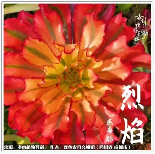玫瑰钻石法师推荐阵容搭配　五个法师的阵容叫什么-第80张