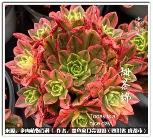 玫瑰钻石法师推荐阵容搭配　五个法师的阵容叫什么-第81张