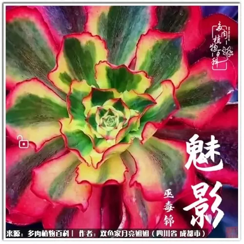 玫瑰钻石法师推荐阵容搭配　五个法师的阵容叫什么-第79张