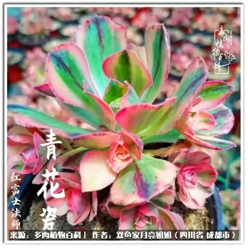 玫瑰钻石法师推荐阵容搭配　五个法师的阵容叫什么-第83张