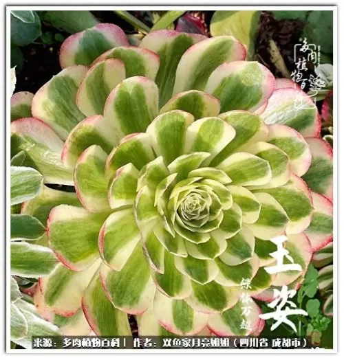 玫瑰钻石法师推荐阵容搭配　五个法师的阵容叫什么-第84张