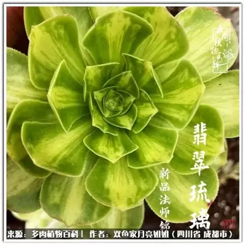 玫瑰钻石法师推荐阵容搭配　五个法师的阵容叫什么-第85张