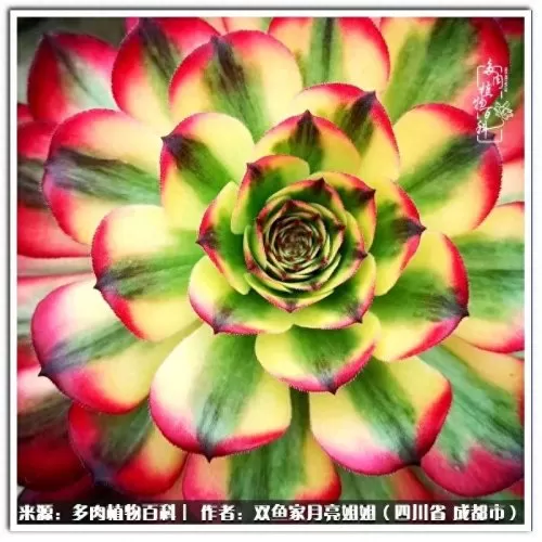 玫瑰钻石法师推荐阵容搭配　五个法师的阵容叫什么-第88张