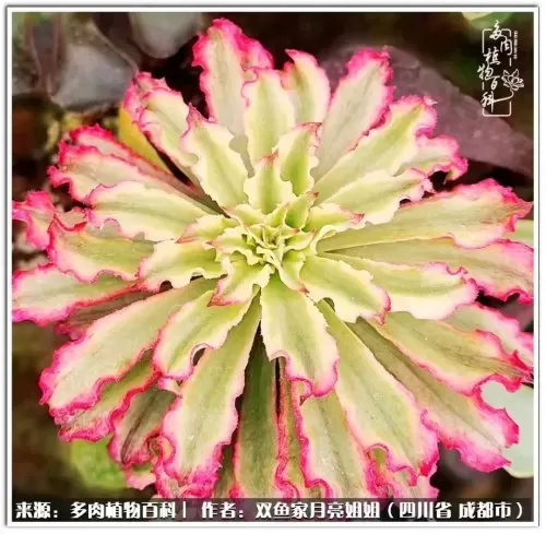 玫瑰钻石法师推荐阵容搭配　五个法师的阵容叫什么-第89张