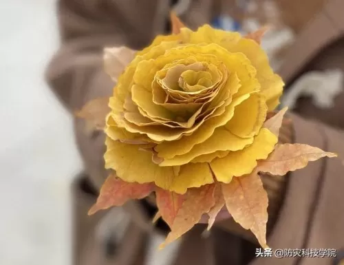 神奇宝贝花束推荐阵容搭配　神奇宝贝火系精灵排行-第2张
