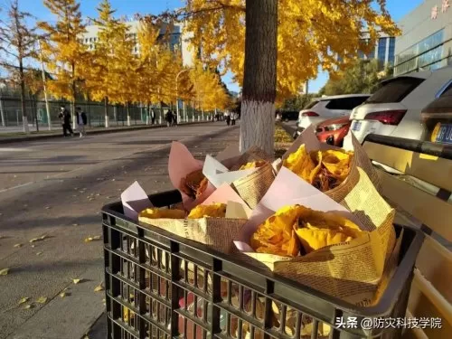 神奇宝贝花束推荐阵容搭配　神奇宝贝火系精灵排行-第1张