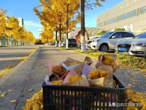 神奇宝贝花束推荐阵容搭配　神奇宝贝火系精灵排行-第18张