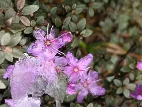 洛克王国巨龙先驱者2虫草　洛克王国虫草打谁的-第15张