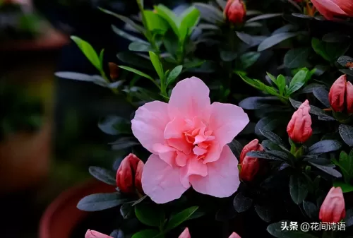 宠物小精灵名字大全　精灵宝可梦的精灵名字-第1张
