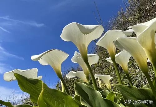 宠物小精灵名字大全　精灵宝可梦的精灵名字-第4张