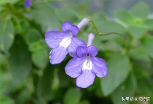 宠物小精灵名字大全　精灵宝可梦的精灵名字-第7张