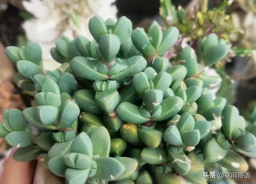 宠物小精灵名字大全　精灵宝可梦的精灵名字-第9张