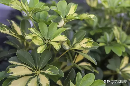 宠物小精灵名字大全　精灵宝可梦的精灵名字-第10张