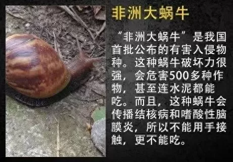 所罗门之匙最强蜗牛　所罗门王的宝藏最强蜗牛-第1张
