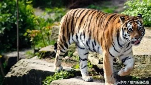 丧尸突围阵容搭配图片　死亡突围阵容推荐最新-第2张