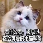 仙女猫咪阵容搭配图片　最漂亮的猫咪图片-第1张