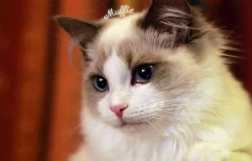 仙女猫咪阵容搭配图片　最漂亮的猫咪图片-第2张
