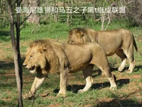 保卫联盟游戏阵容搭配　塔塔守卫战后期最强阵容-第9张