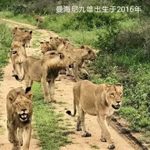 保卫联盟游戏阵容搭配　塔塔守卫战后期最强阵容-第10张