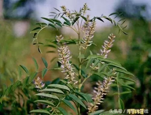 剑三甘草搭配阵容图鉴　剑网三菜谱攻略大全-第7张