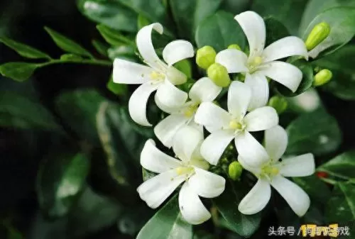 剑三甘草搭配阵容图鉴　剑网三菜谱攻略大全-第5张
