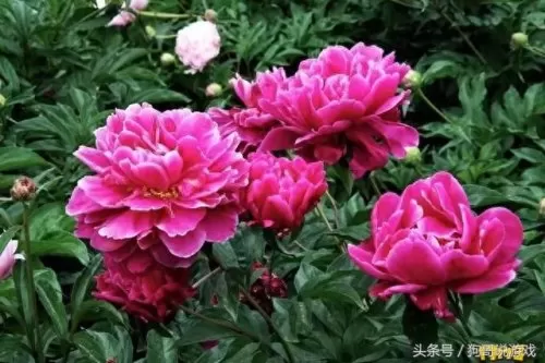 剑三甘草搭配阵容图鉴　剑网三菜谱攻略大全-第9张