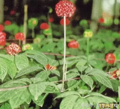 剑三甘草搭配阵容图鉴　剑网三菜谱攻略大全-第15张
