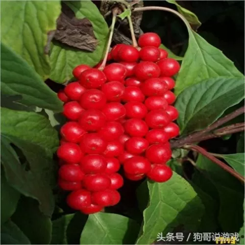剑三甘草搭配阵容图鉴　剑网三菜谱攻略大全-第17张