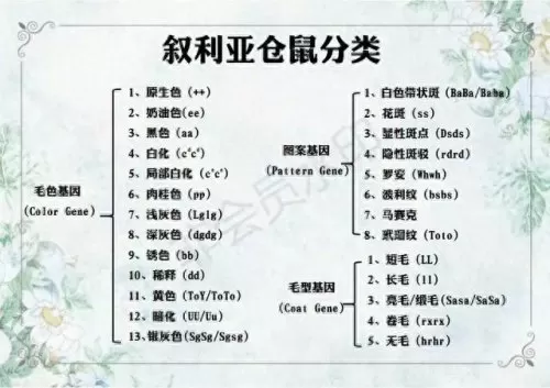 叙利亚老鼠阵容搭配　猫和老鼠鼠方最强阵容-第4张