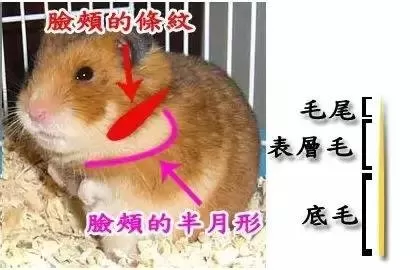 叙利亚老鼠阵容搭配　猫和老鼠鼠方最强阵容-第8张