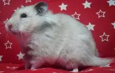 叙利亚老鼠阵容搭配　猫和老鼠鼠方最强阵容-第16张