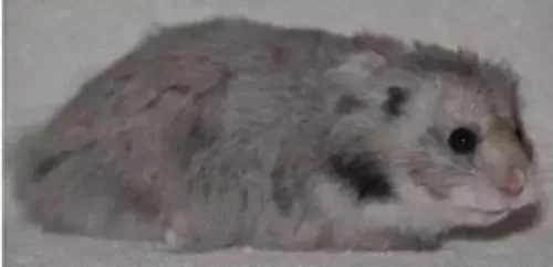 叙利亚老鼠阵容搭配　猫和老鼠鼠方最强阵容-第18张