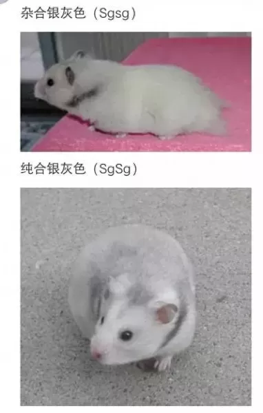 叙利亚老鼠阵容搭配　猫和老鼠鼠方最强阵容-第19张
