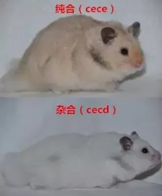 叙利亚老鼠阵容搭配　猫和老鼠鼠方最强阵容-第22张
