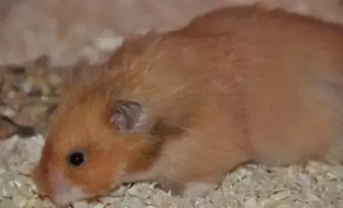 叙利亚老鼠阵容搭配　猫和老鼠鼠方最强阵容-第20张