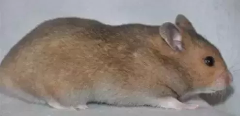 叙利亚老鼠阵容搭配　猫和老鼠鼠方最强阵容-第23张