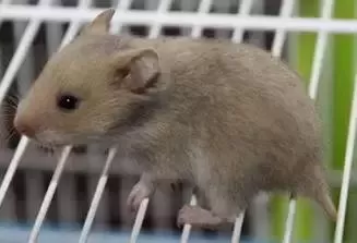 叙利亚老鼠阵容搭配　猫和老鼠鼠方最强阵容-第24张