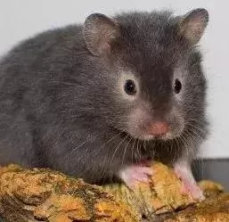 叙利亚老鼠阵容搭配　猫和老鼠鼠方最强阵容-第25张