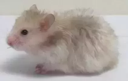 叙利亚老鼠阵容搭配　猫和老鼠鼠方最强阵容-第27张