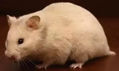 叙利亚老鼠阵容搭配　猫和老鼠鼠方最强阵容-第26张