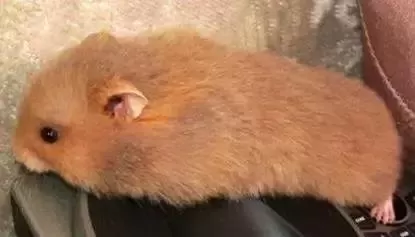 叙利亚老鼠阵容搭配　猫和老鼠鼠方最强阵容-第30张