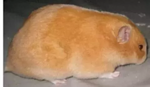 叙利亚老鼠阵容搭配　猫和老鼠鼠方最强阵容-第28张