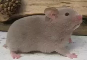 叙利亚老鼠阵容搭配　猫和老鼠鼠方最强阵容-第32张