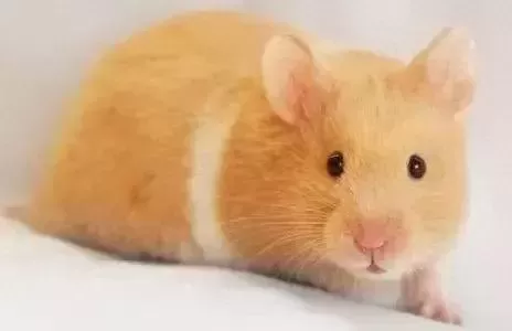 叙利亚老鼠阵容搭配　猫和老鼠鼠方最强阵容-第31张